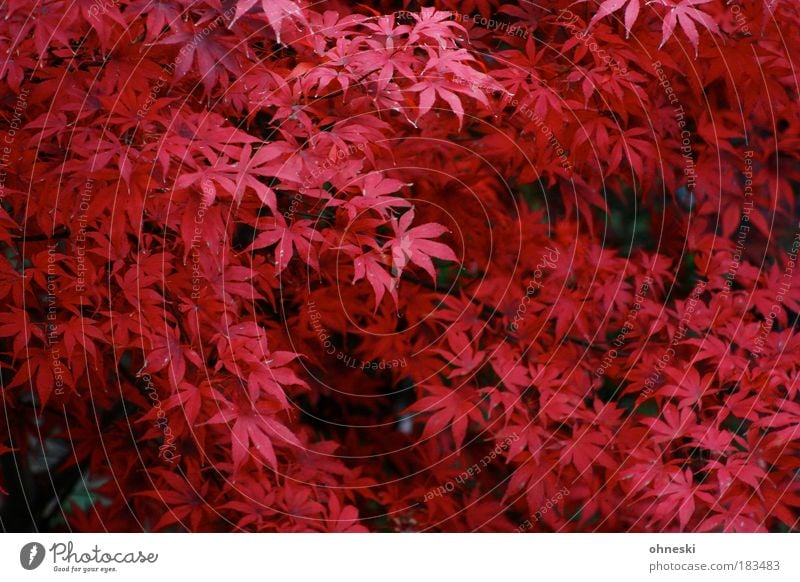 red october Colour photo Exterior shot Aerial photograph Pattern Day Bird's-eye view Environment Nature Plant Autumn Tree Leaf Red Redness