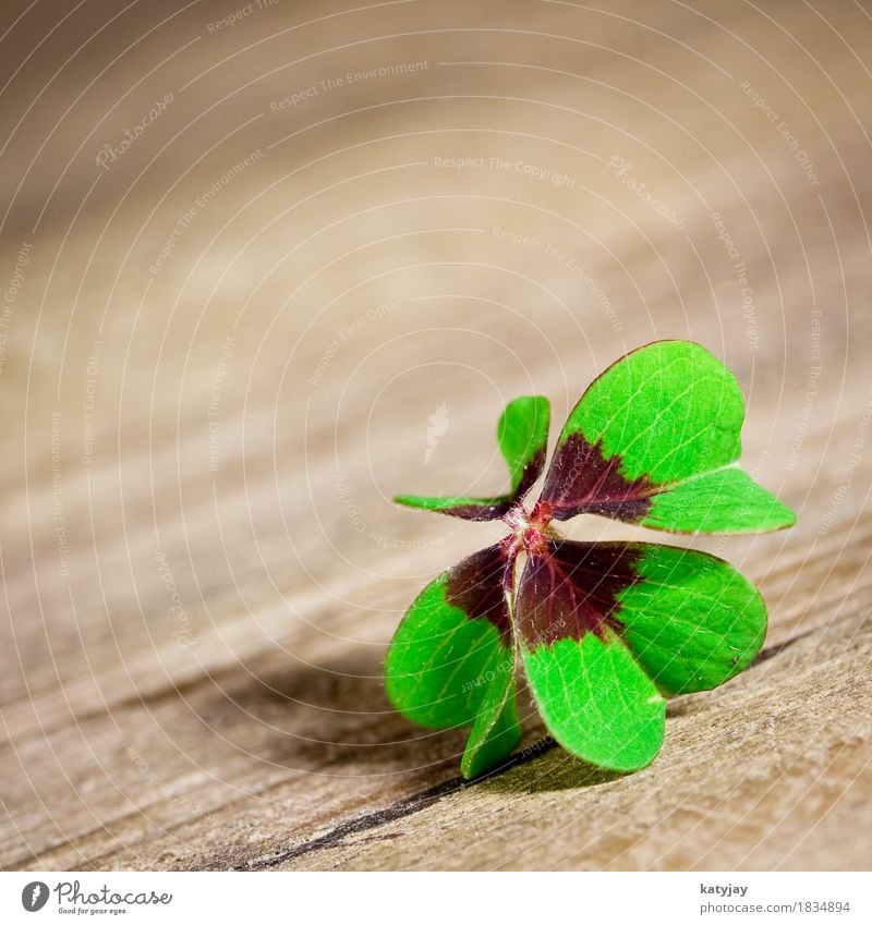 shamrock Clover Cloverleaf Happy Four-leafed clover Wood Table macro Wooden table Green Leaf leaves Four-leaved New Year New Year's Eve congratulations Birthday