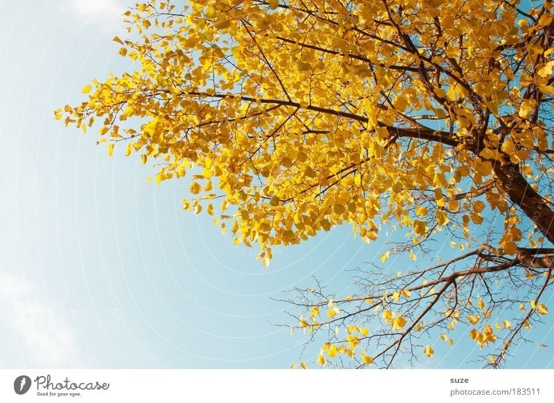 AutumnGold Environment Nature Plant Sky Tree Leaf Old Esthetic Time Autumn leaves Autumnal Seasons Colouring Early fall Twigs and branches Colour photo