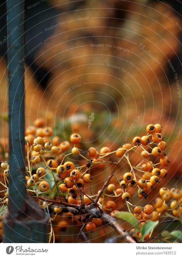 Berries of the firethorn in autumn on metal gate Nature Plant Autumn bushes Garden Park Old To hold on hang To dry up Esthetic Small natural Dry Warmth Wild