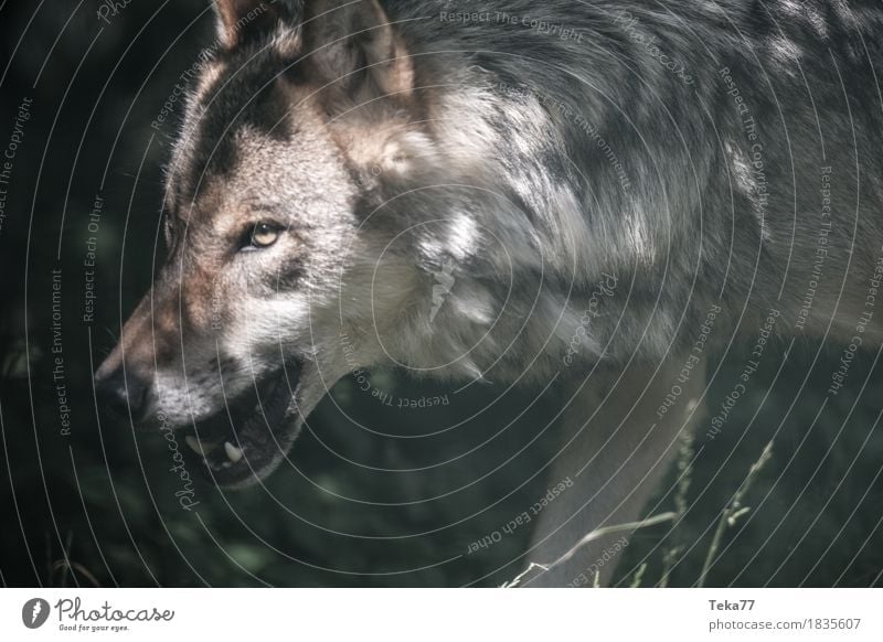 wolf Style Zoo Nature Animal Wild animal Animal face 1 Adventure Aggression Fear Esthetic Wolf Colour photo Deserted Day Forward