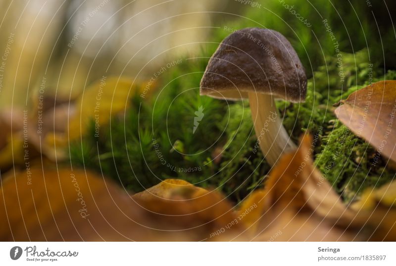 Shot out of the moss Nature Plant Animal Autumn Moss Wild plant Forest Growth Leaf Encalypta poisonous mushroom edible mushroom Mushroom Mushroom cap