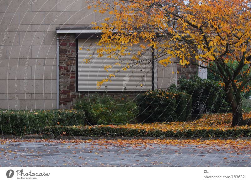 autumn09 Environment Nature Autumn Weather Wind Leaf Meadow House (Residential Structure) Wall (barrier) Wall (building) Window Street Living or residing Safety