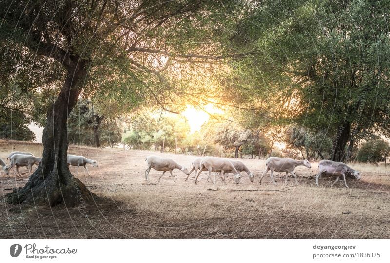 Flock of sheep at sunset Beautiful Summer Sun Mountain Nature Landscape Animal Sky Autumn Tree Grass Meadow Forest Hill Herd To feed Sheep flock Sunset
