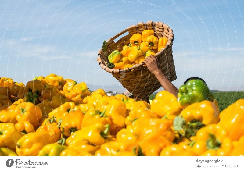 People picking peppers Vegetable Garden Work and employment Gardening Human being Man Adults Hand Nature Plant Leaf Fresh Yellow Green Farmer field agriculture