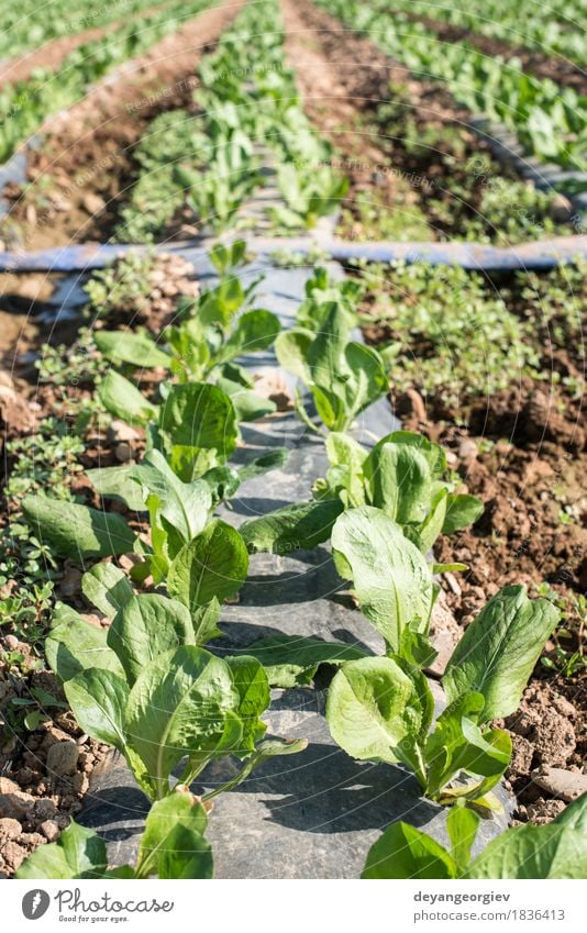 Lettuce field in rows. Vegetable Vegetarian diet Summer Nature Landscape Plant Earth Leaf Growth Fresh Green lettuce Farm agriculture Produce food healthy Salad