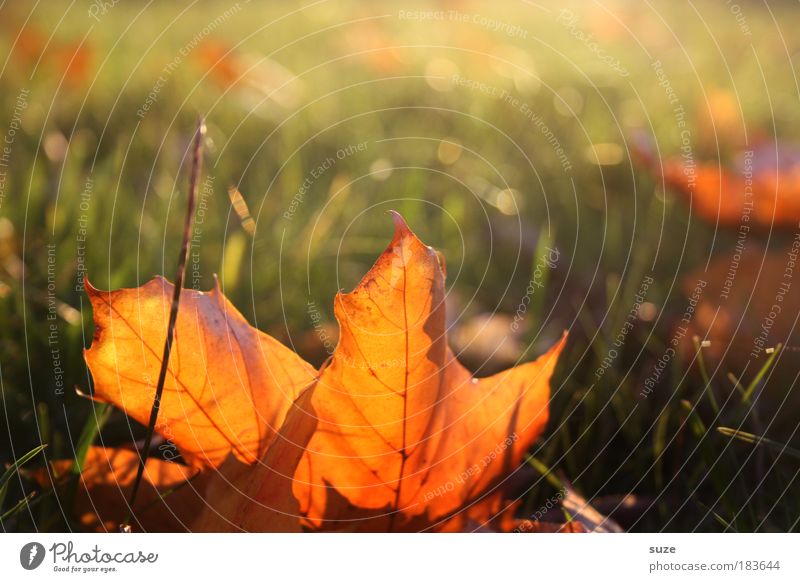 autumn sun Environment Nature Landscape Plant Sky Autumn Leaf Old Lie Esthetic Gold Emotions Time Autumn leaves Autumnal Seasons Colouring Meadow Early fall