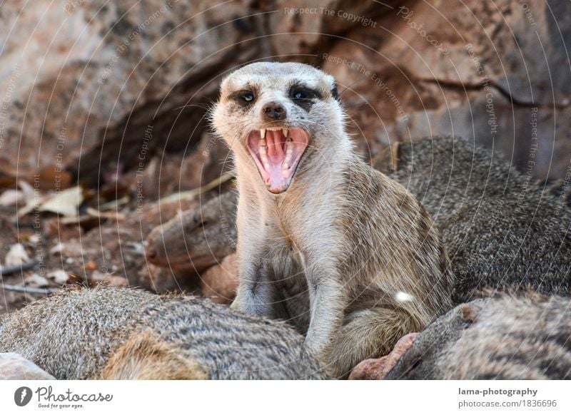 Attack! Safari Expedition Namibia South Africa Animal Meerkat 1 Aggression Fear Anger Aggressive Snarl Muzzle Colour photo Animal portrait