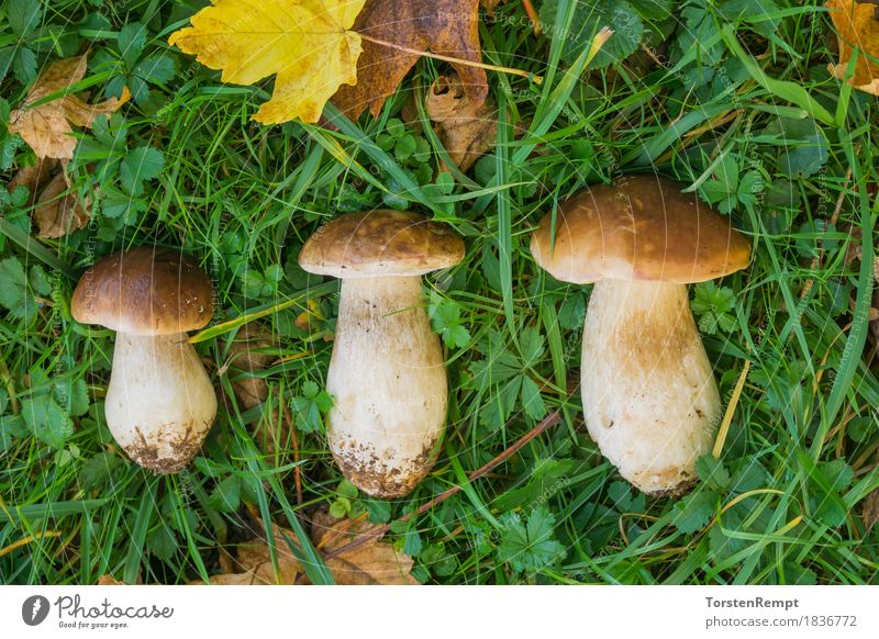3 Boletus Leaf Forest Delicious Boletaceae edulis Edible spruce mushroom Autumn leaves Autumnal colours Mushroom edible mushroom edible mushrooms