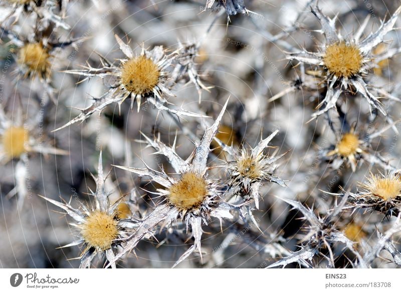 By the wayside Colour photo Exterior shot Deserted Day Blur Long shot Environment Nature Plant Summer Beautiful weather Thistle Field Blossoming Thorny Warmth