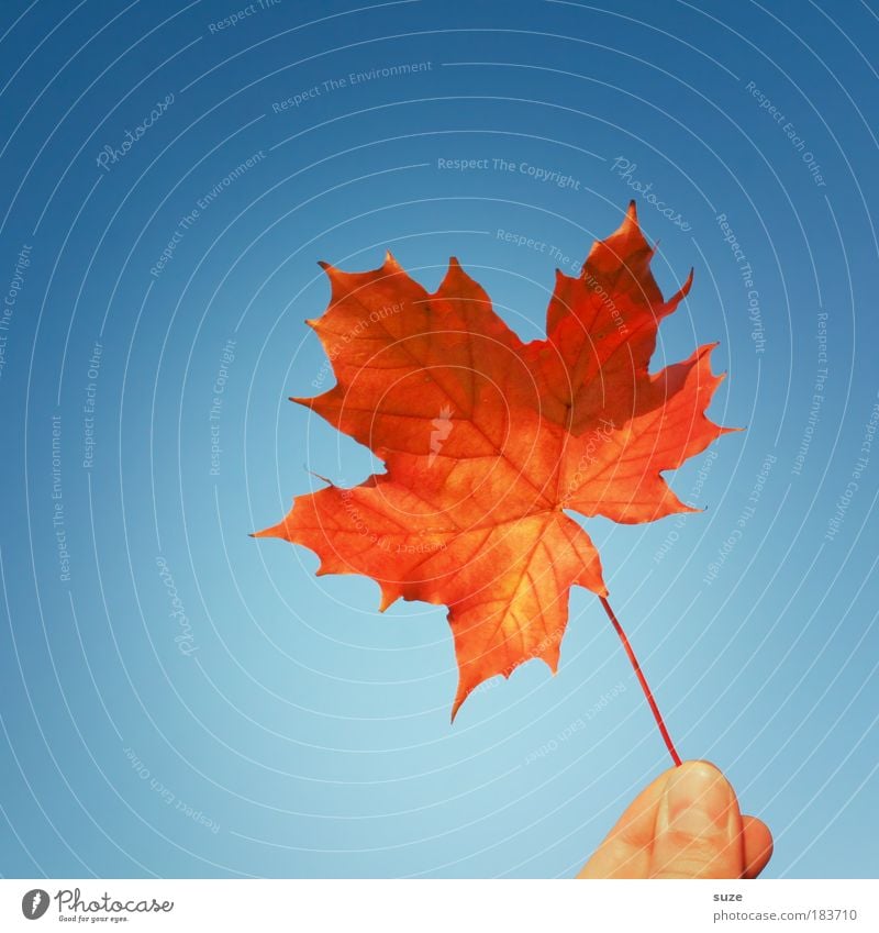 Durable until 11/09 Nature Plant Sky Autumn Leaf Sign To hold on Esthetic Blue Red Time Autumn leaves Autumnal Seasons Colouring Canada Maple leaf Hand