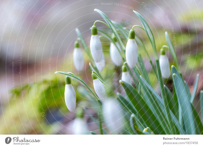 flowering snowdrops Environment Plant Spring Blossom Snowdrop Garden Park Meadow Idyll "garden "Spring bloomers," Colour photo Exterior shot Copy Space left