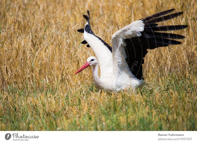 a fluttering stork in a cornfield Nature Animal Summer Beautiful weather Field Wild animal "Stork White Stork" 1 "flutter Harvest Cornfield To feed September