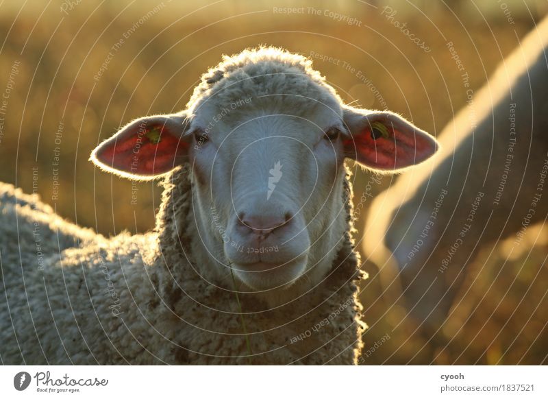 sheep portrait Nature Farm animal Animal face 1 Looking Friendliness Soft White Serene Calm Timidity Idyll Life Moody Smooth Sheep Agriculture