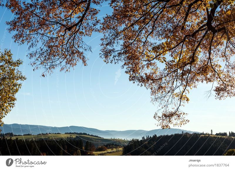 outlook Trip Nature Landscape Cloudless sky Summer Autumn Beautiful weather Tree Leaf Branch Meadow Forest Hill Black Forest Relaxation Moody Colour photo