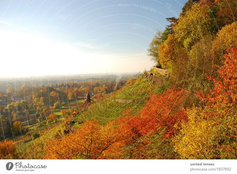 DR# Pillnitz V Environment Nature Landscape Plant Esthetic Autumn Autumnal Autumn leaves Autumnal colours Early fall Autumnal weather Automn wood