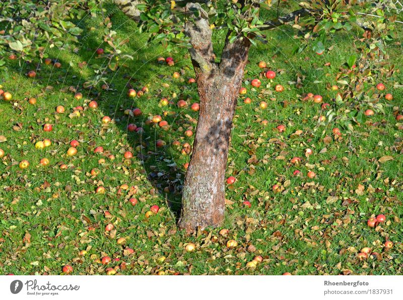 apple Fruit Apple Juice Healthy Eating Leisure and hobbies Garden Nature Landscape Autumn Beautiful weather Tree Grass Agricultural crop Meadow