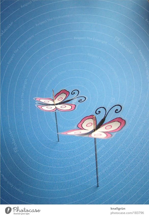 only flying is nicer! Colour photo Studio shot Close-up Deserted Copy Space left Copy Space top Neutral Background Butterfly 2 Animal Needle Blue Pink Black