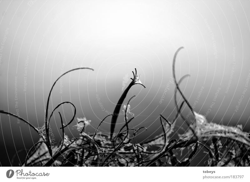 zestfully Drought Plant Grass Bushes Wild plant Faded To dry up Growth Esthetic Elegant Cold Natural Style Spider's web Spirited Curved Day Black & white photo