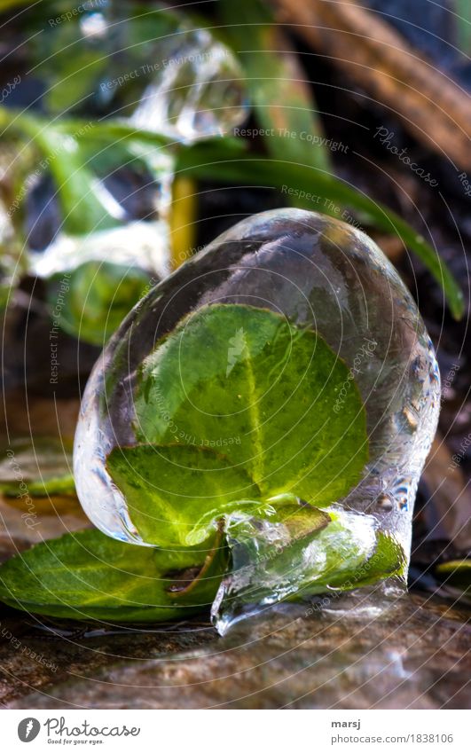caught cold Nature Winter Ice Frost Leaf Foliage plant Wild plant Freeze Captured Canned Ice cream ball Green Constant dripping Colour photo Subdued colour