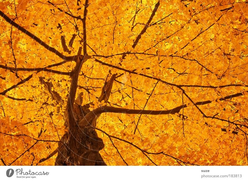 gold crown Environment Nature Autumn Tree Leaf Esthetic Beautiful Gold Emotions Moody Time Autumn leaves Autumnal Seasons Deciduous forest Colouring Treetop