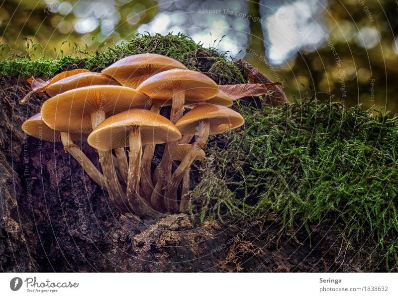 A big mushroom family Environment Nature Landscape Plant Animal Earth Autumn Moss Park Forest Growth mushroom group Mushroom Mushroom cap Beatle haircut