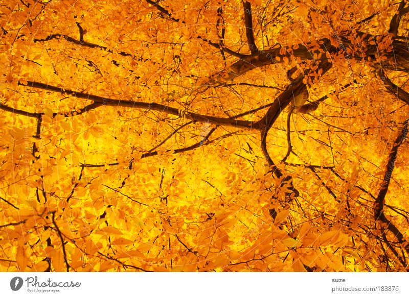 gold leaf Environment Nature Autumn Tree Leaf Old Esthetic Exceptional Beautiful Gold Emotions Time Autumn leaves Autumnal Seasons Deciduous forest Colouring
