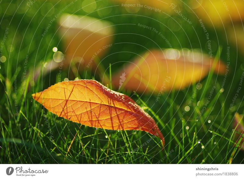 october leaves Nature Drops of water Sunlight Autumn Beautiful weather Grass Leaf Meadow Illuminate Warmth Green Orange Warm-heartedness Together Colour photo