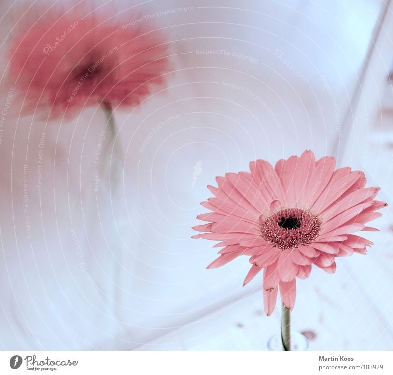 reflection Flower Fragrance Cold Gerbera Blossom Pink Mirror Reflection Natural Plant Light Bright Beautiful Delicate Styling Colour photo Close-up High-key