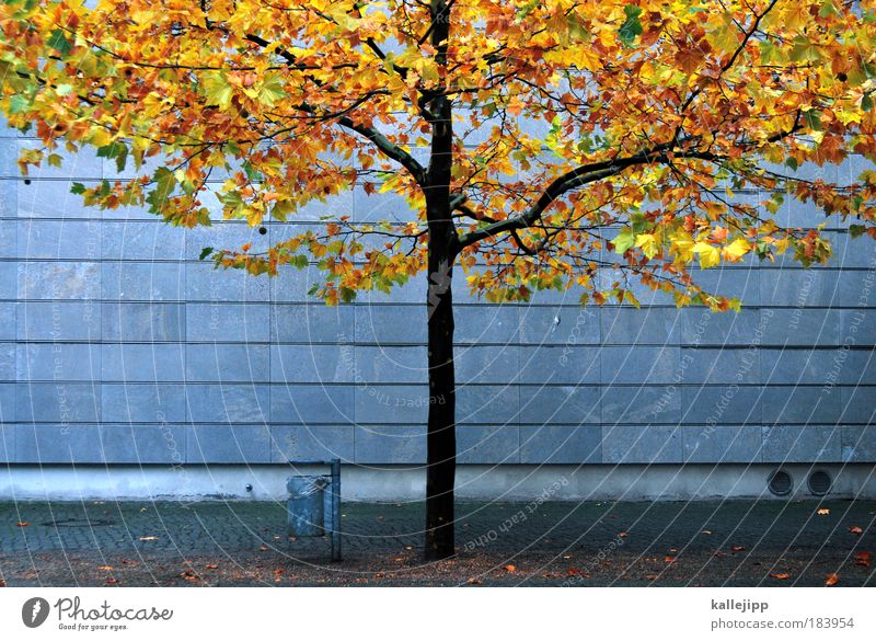 autum in a city Colour photo Multicoloured Exterior shot Copy Space left Copy Space right Morning Day Twilight Long shot Environment Nature Autumn Climate