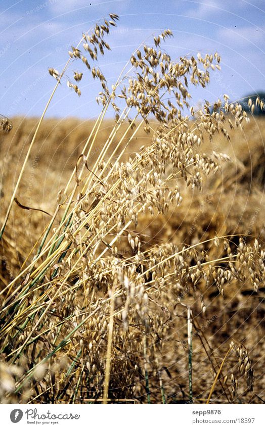 wheat Wheat Field Grain Detail