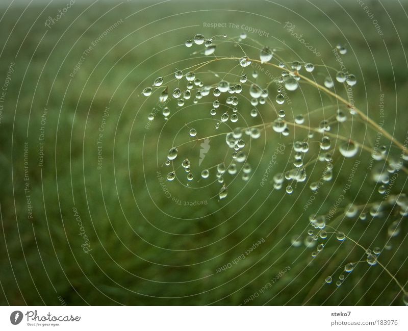 beaded Macro (Extreme close-up) Deserted Landscape Drops of water Plant Grass Meadow Nature Pure Morning Fresh Delicate Untouched Blade of grass