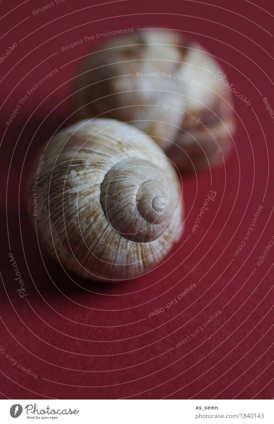 snail shell Calm Meditation Decoration Nature Animal Autumn Snail Snail shell Vineyard snail Souvenir Lie Dark Exotic Round Brown Red Emotions Protection