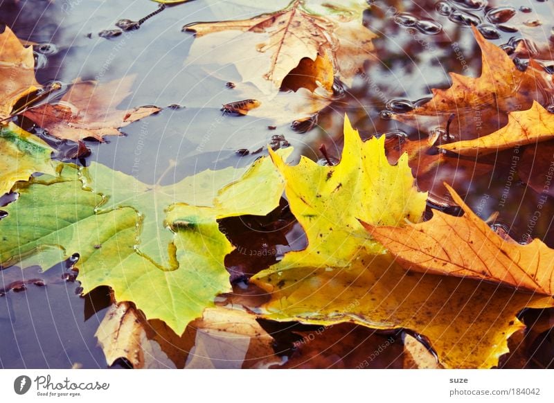 case study Environment Nature Landscape Water Autumn Leaf Old Authentic Wet Emotions Moody Time Autumn leaves Autumnal Seasons Colouring Puddle Early fall