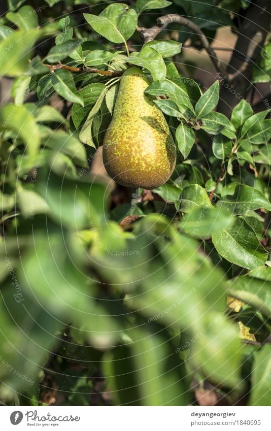 Pears in orchard. Fruit Summer Garden Gardening Nature Plant Tree Leaf Growth Fresh Juicy Green branch agriculture food ripe Organic Harvest Seasons healthy