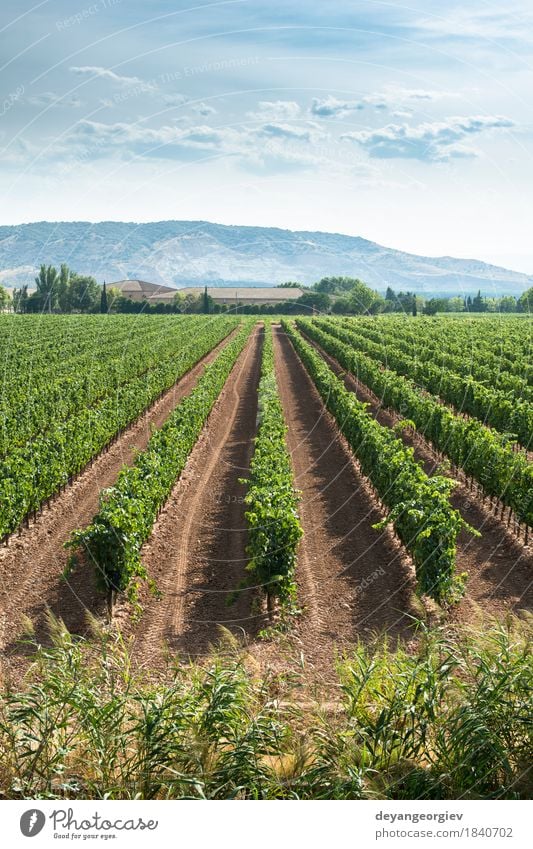 Vineyards in a rows and winery Industry Nature Landscape Green Winery Italy agriculture Harvest field Rural Farm Sunset Italian South Africa Bunch of grapes