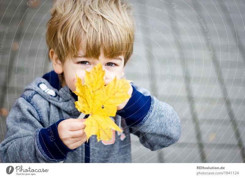 autumn portrait Human being Masculine Child Toddler Boy (child) Infancy Face 1 1 - 3 years Autumn Leaf Sweater Observe Discover To hold on Playing Authentic