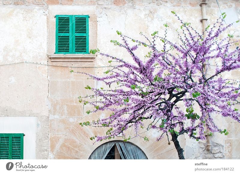 autumn Colour photo Exterior shot Deserted Copy Space left Deep depth of field Wide angle Spring Beautiful weather Tree Majorca Spain Italy France Village