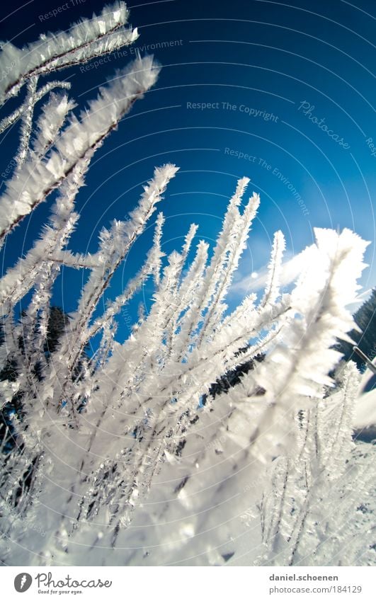 blue-white backlight winter Reflection Sunlight Sunbeam Back-light Nature Cloudless sky Winter Beautiful weather Ice Frost Snow Cold Hoar frost