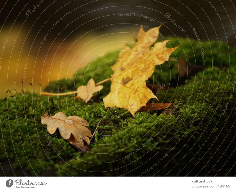 foliage on moss bed Colour photo Exterior shot Detail Shallow depth of field Nature Autumn Rain Leaf Brown Yellow Gold Green Calm Day