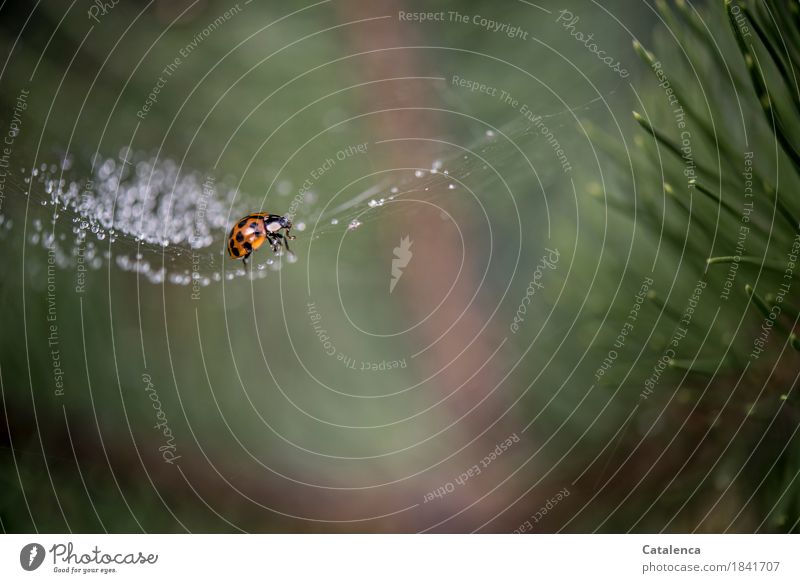 Escape, ladybug in spider web Plant Animal Drops of water Autumn Bad weather Tree Jawbone Park Beetle Ladybird 1 Spider's web Glittering Crawl Threat Fluid