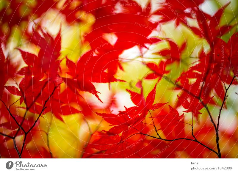 colour play Autumn variegated foliage Japan maple tree Red Green
