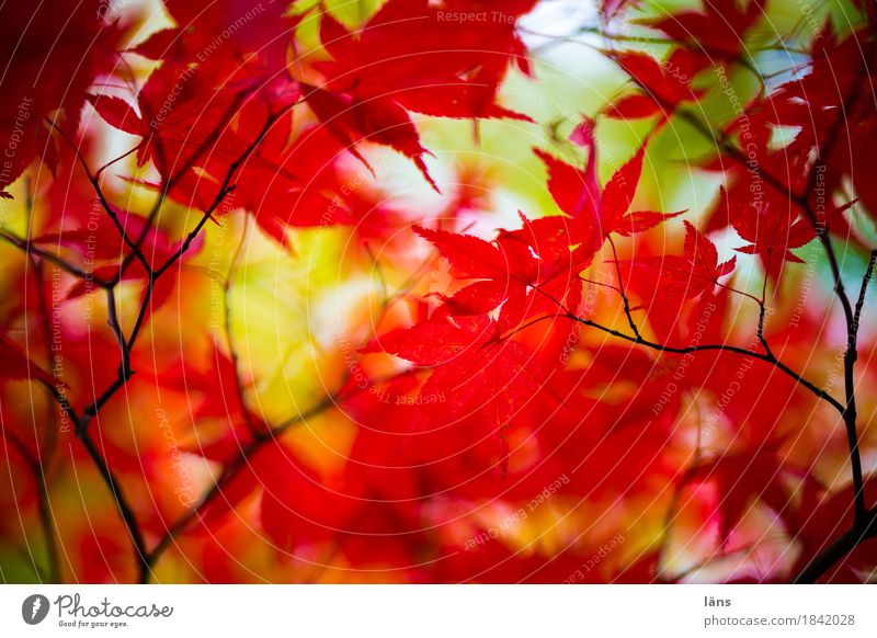 Color play . . Autumn variegated foliage Japan maple tree Red Green