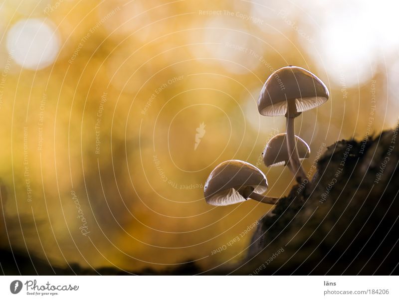 mushroom dish Colour photo Exterior shot Detail Deserted Copy Space left Copy Space top Copy Space middle Light Shadow Contrast Shallow depth of field