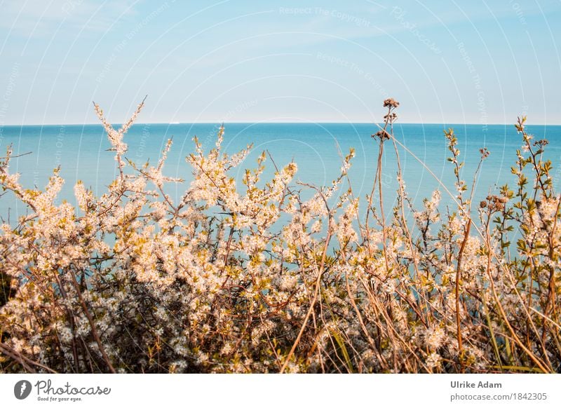Hawthorn at the Baltic Sea Design Interior design Decoration Wallpaper Image Canvas Card Poster Nature Landscape Plant Water Sky Cloudless sky Horizon Sunlight