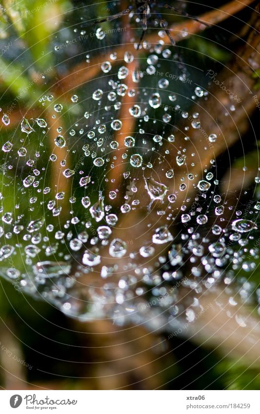 Where's the spider? Colour photo Exterior shot Close-up Detail Reflection Light (Natural Phenomenon) Nature Spider 1 Animal Thin Authentic Simple Elegant Wet