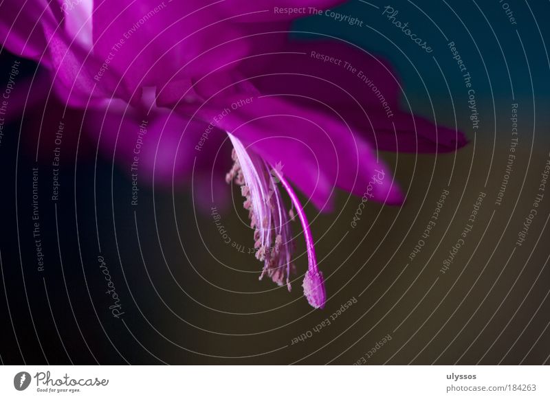 Schlumbergera eroticism Colour photo Macro (Extreme close-up) Artificial light Shallow depth of field Nature Plant Flower Blossom Exotic Blossoming Beautiful