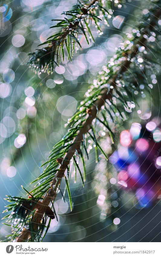 Christmas glitter, fir branches with many lights, Christmas tree Feasts & Celebrations Christmas & Advent Ice Frost Plant Tree Foliage plant Blue Multicoloured