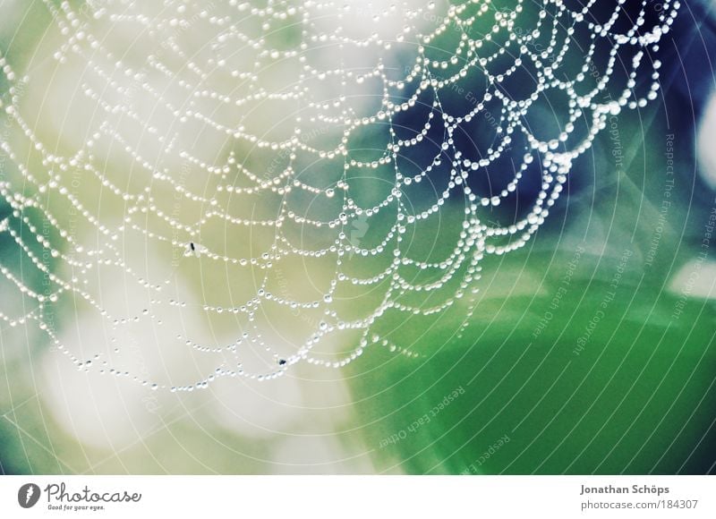 perfect weave - spider's web macro with raindrops Colour photo Exterior shot Deserted Copy Space bottom Morning Shallow depth of field Environment Nature Animal