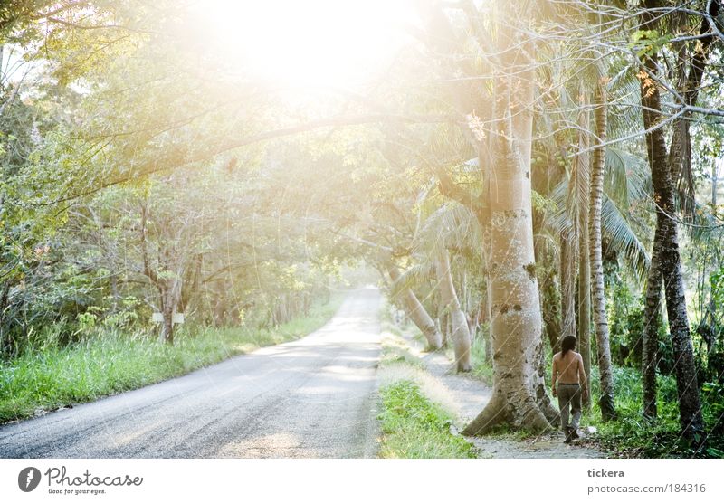 lush road Colour photo Exterior shot Copy Space left Copy Space bottom Day Light Sunlight Sunbeam Back-light Central perspective Long shot Panorama (View)